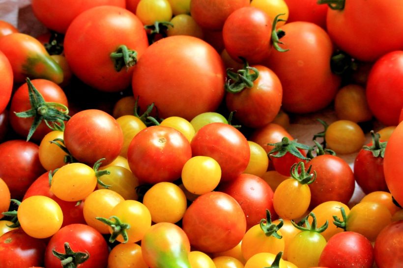 5 Best Tips to Grow Better Tomatoes